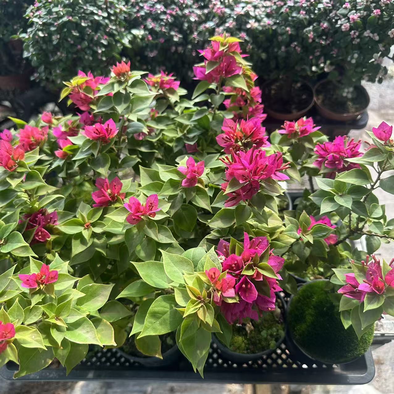 三角梅带盆种好发货四季开花适合阳台庭院阳台绿植盆栽