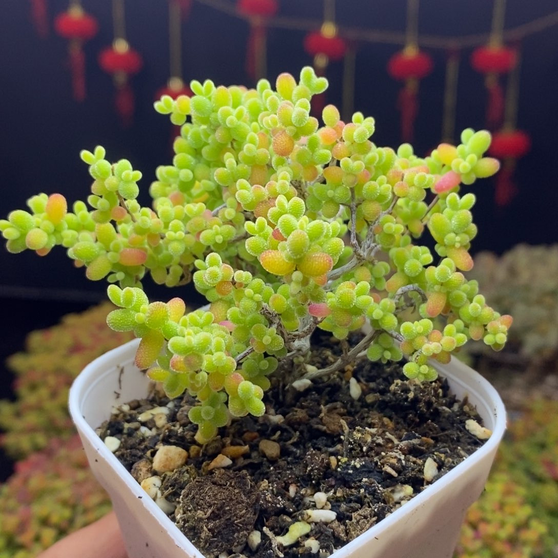 106号蜜橘糖球枝干（造型桩）