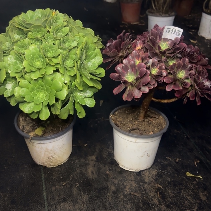 595绿玫瑰➕金丝雀。      