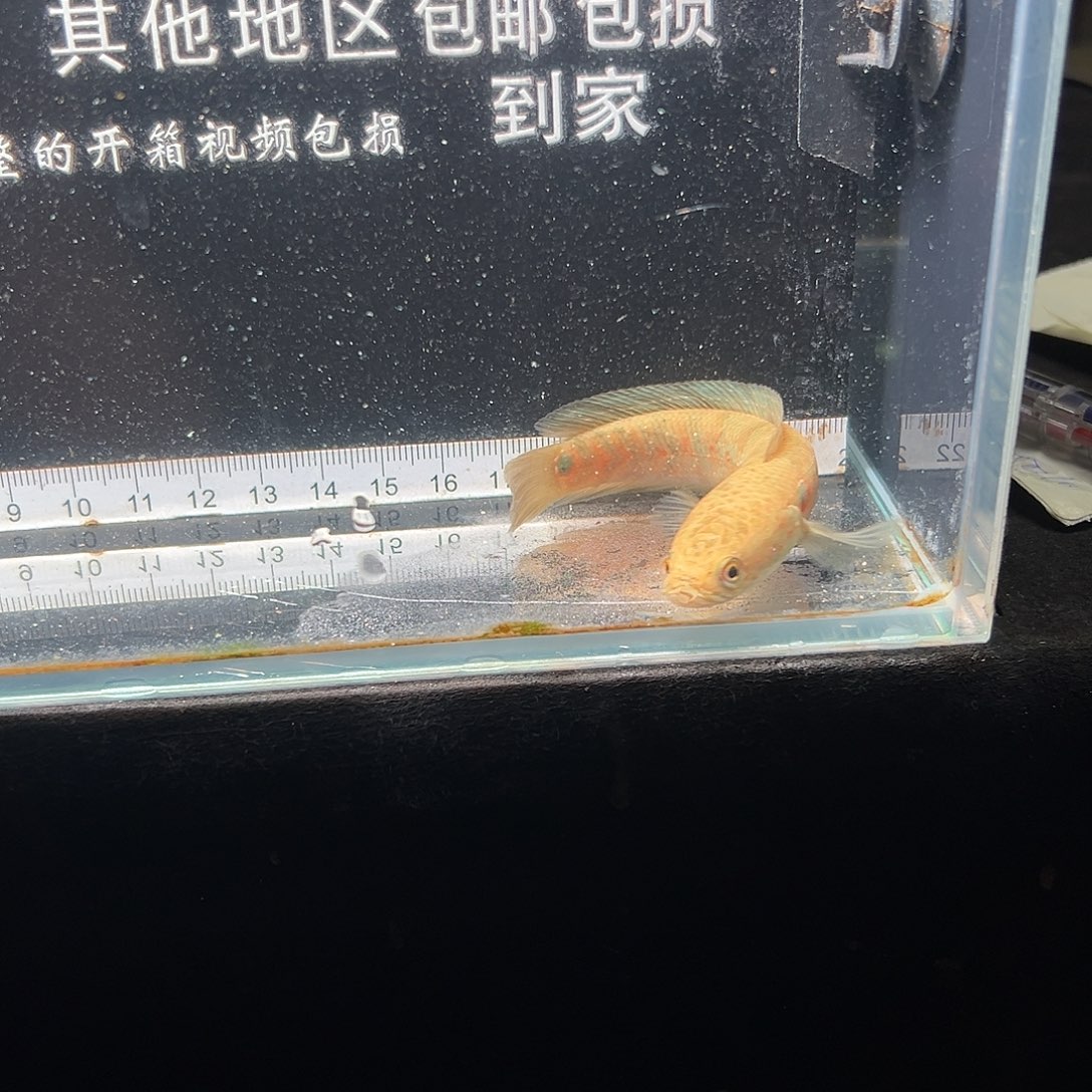 雷龙鱼七星雷龙鱼