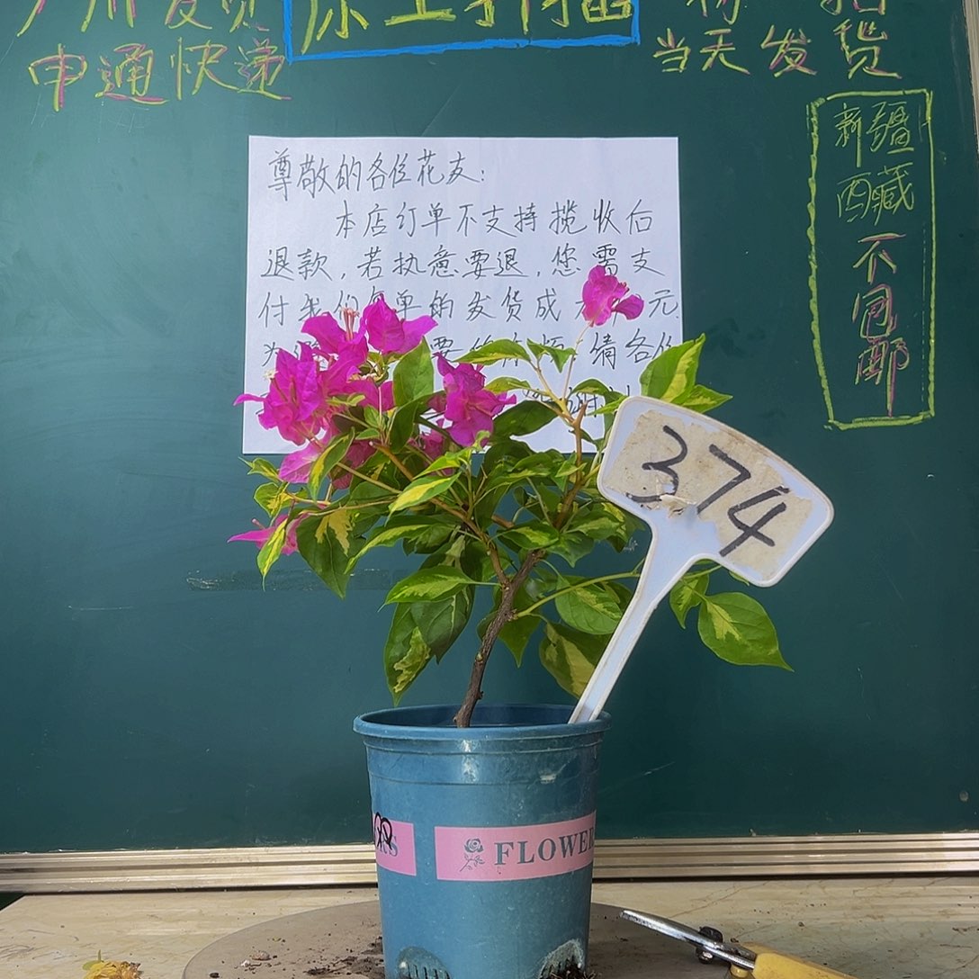 当前无花栽培后可以开花金心双色 374
