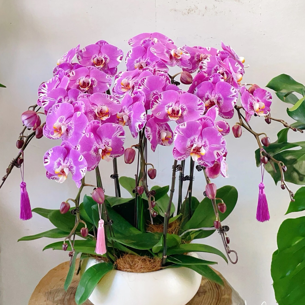 青桔 藏宝图 蝴蝶兰基地直发