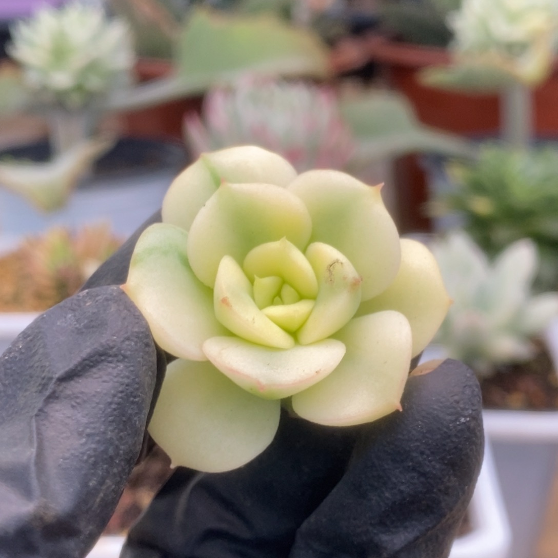 421尼克沙拉覆轮头盖锦