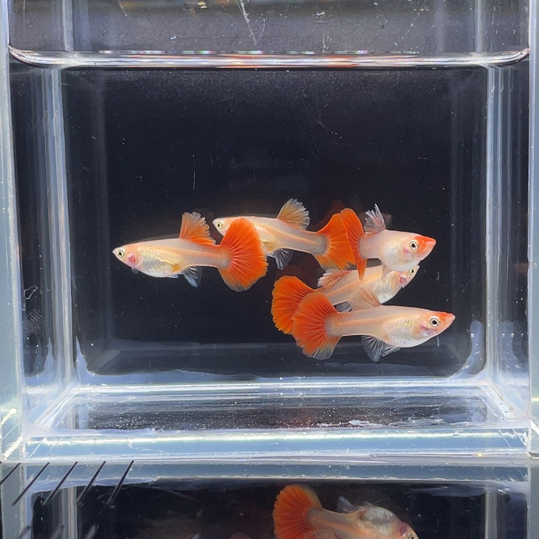 孔雀鱼鸿运当头折扇