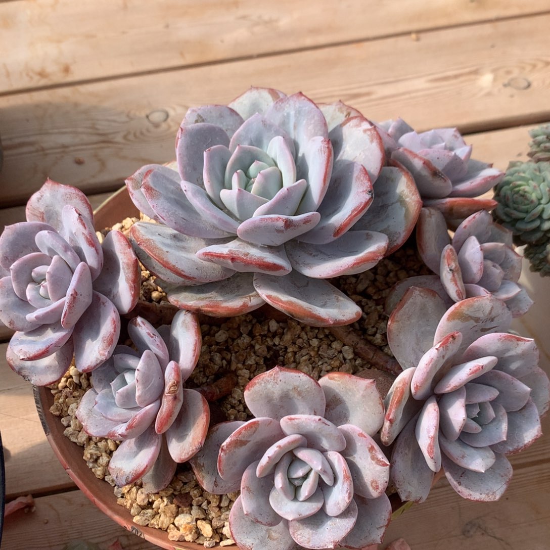 多肉植物韩版奶茶自然群粗腿