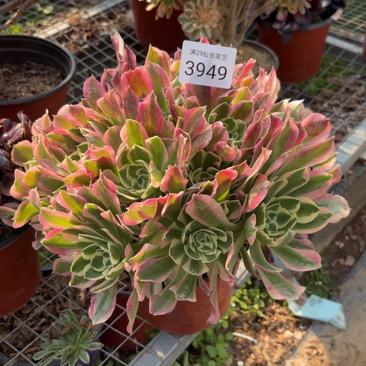 白凤多肉法师3949