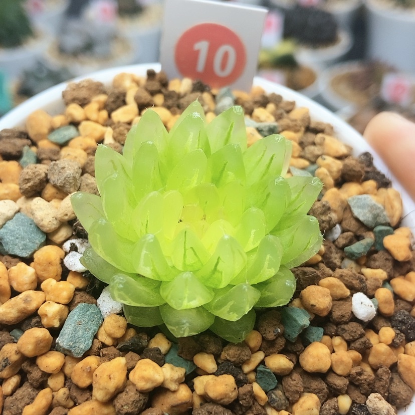 【闪购商品】10冰晶