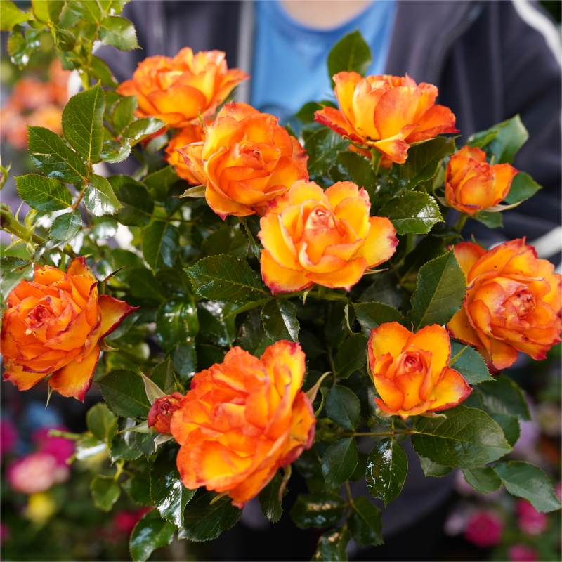 火焰 渐变色大花月季花耐热耐寒室内外新手易养护爆花切花玫瑰