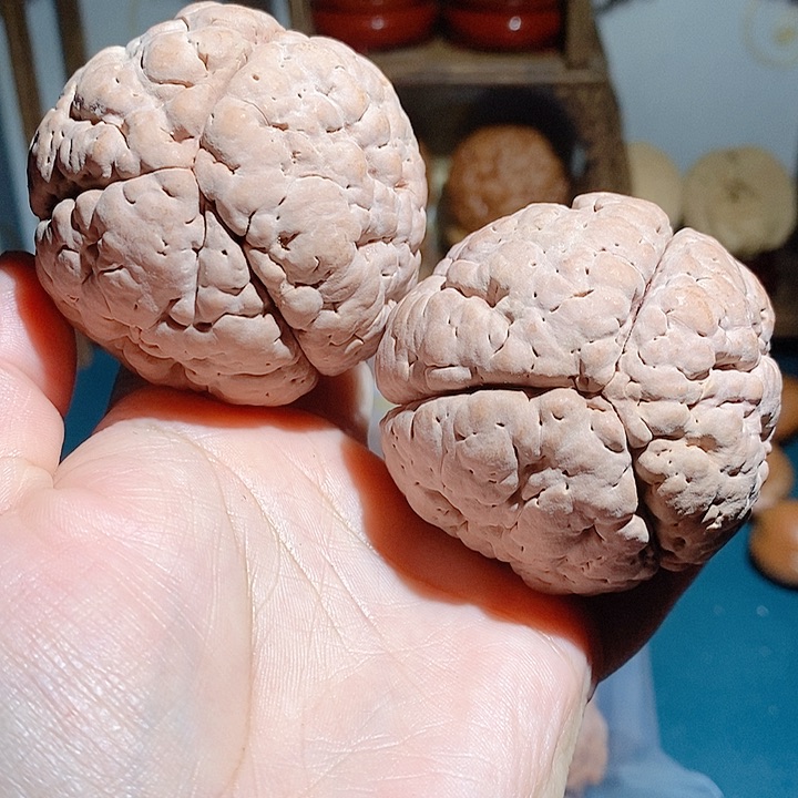 野生三瓣脑纹大金刚5664