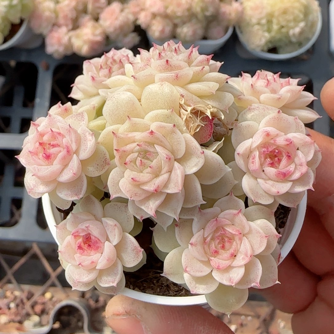 陈**儿【闪购商品】0205-123（ttp-33）