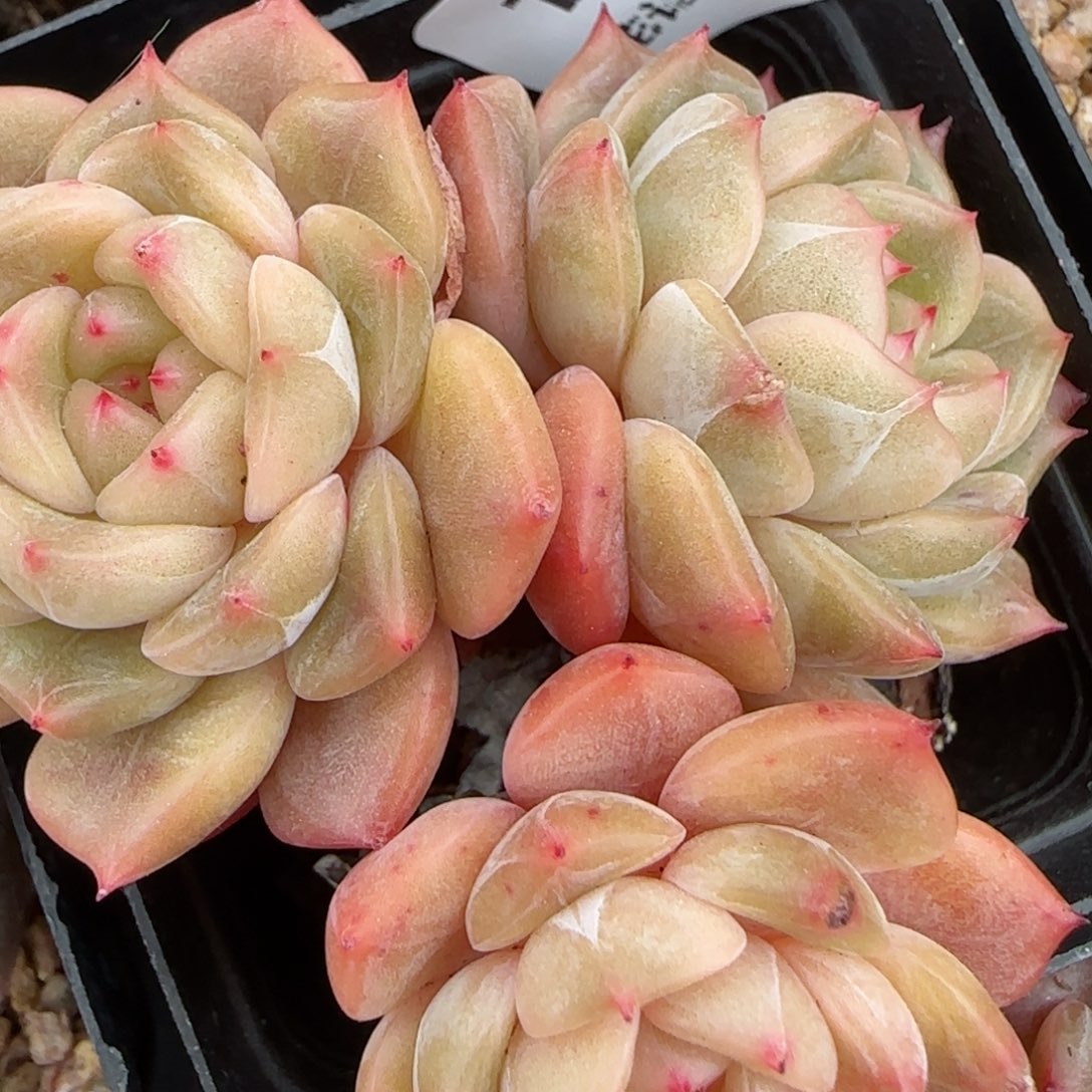 花语逸镜0203-181