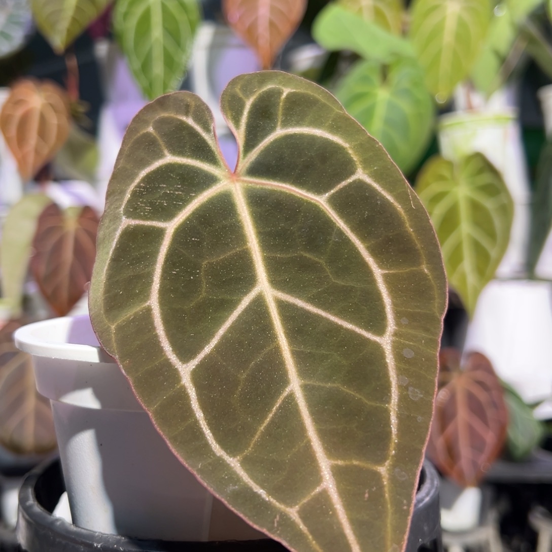 完全开放红水晶杂贝斯