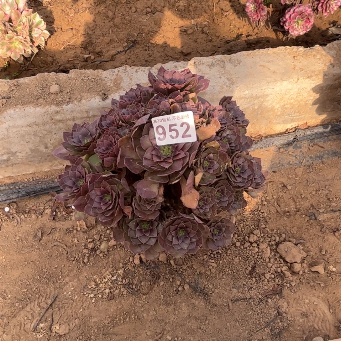 红魔952不包断枝的