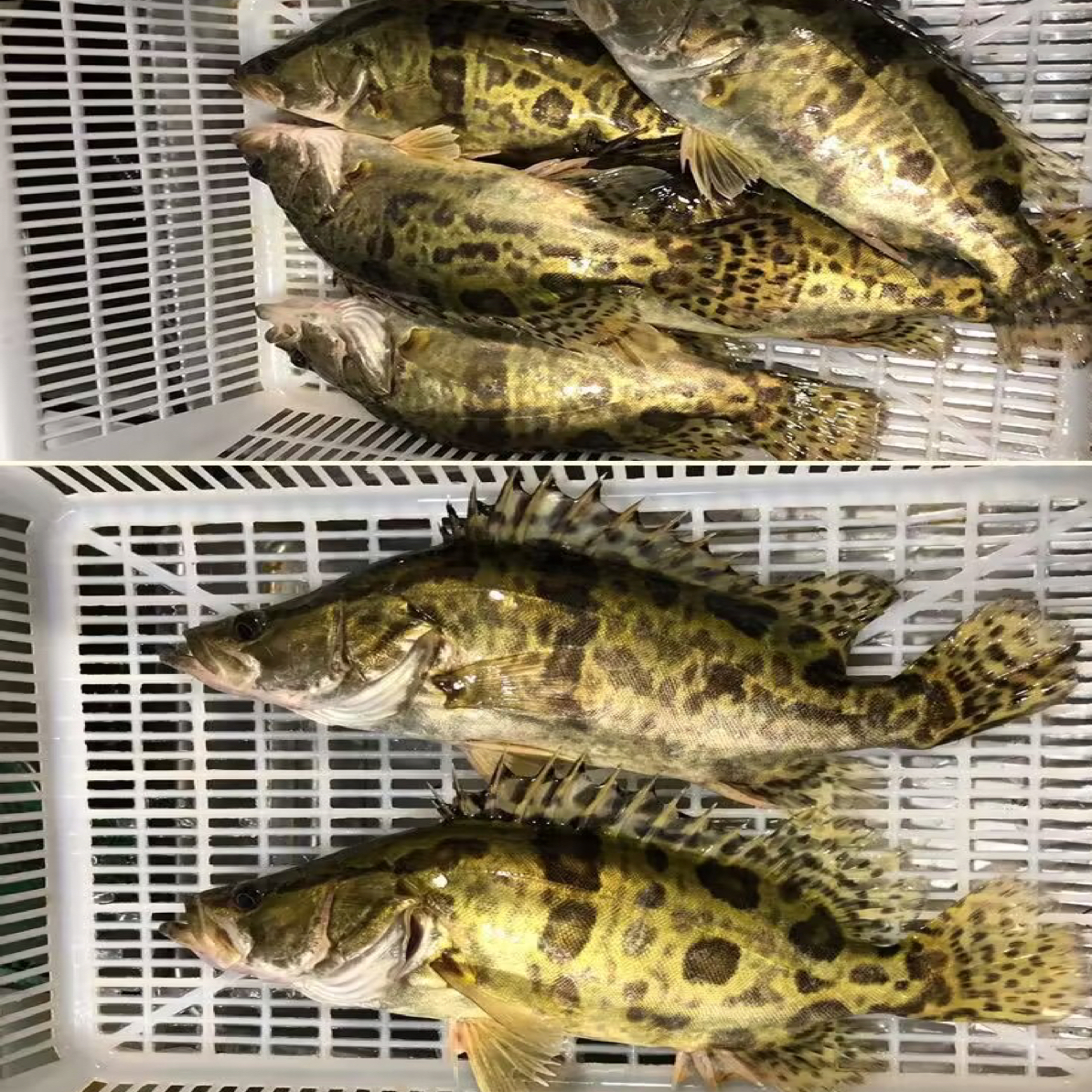 东北冰下冷水鳌花鱼（桂鱼）顺丰包邮改价