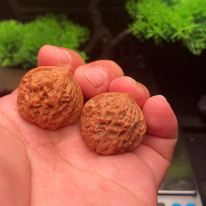 吊坠文玩核桃31尺修尖金锭元宝