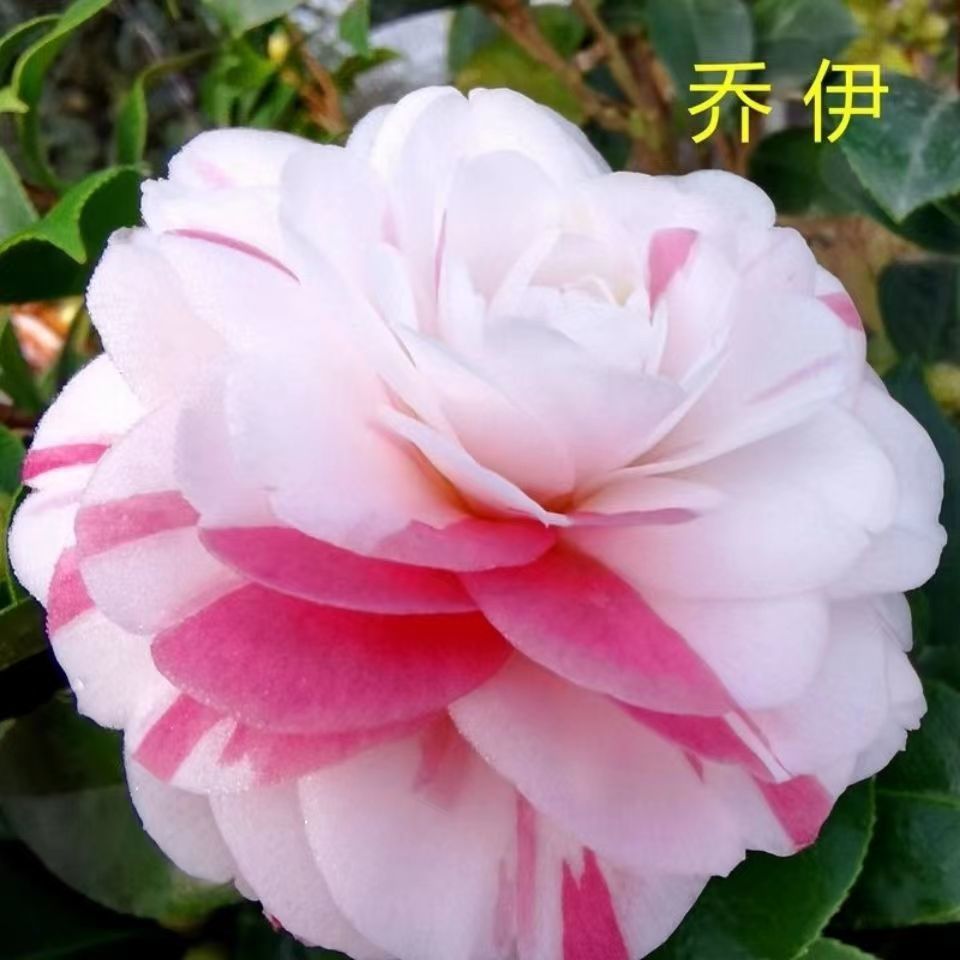 乔伊多色百变女王茶花大花型带花苞室内外四季好养绿植花卉