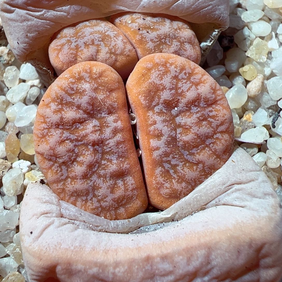 101-203多肉多肉拿铁