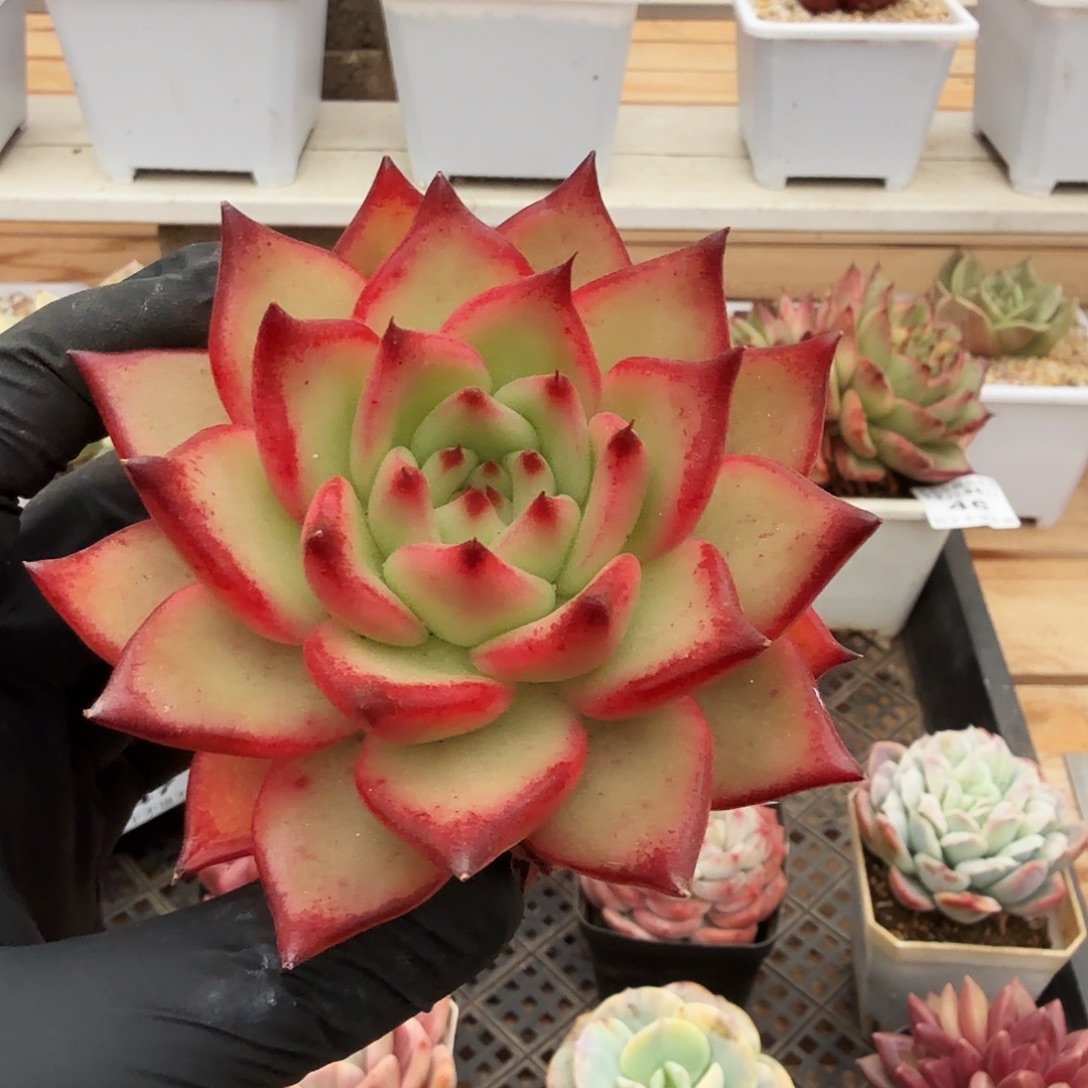 1225-50东云GG单头