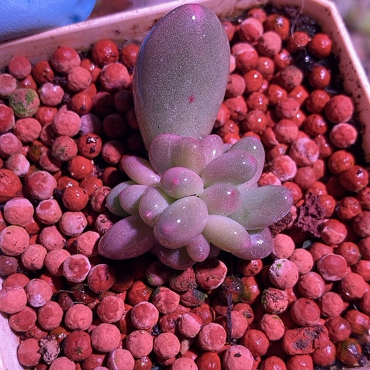 奶酪系列多肉植物