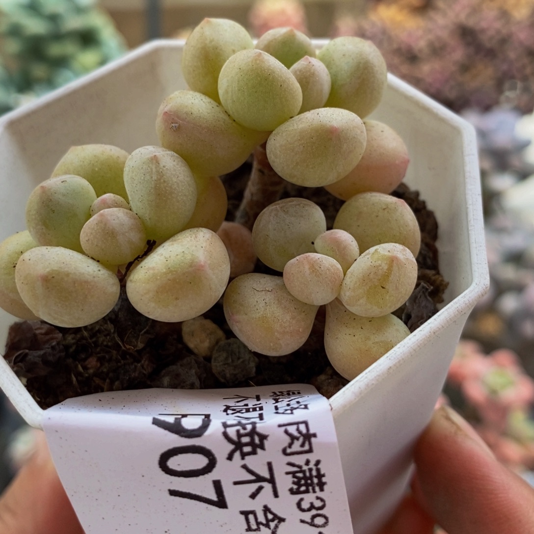 907萤火虫4cm多肉