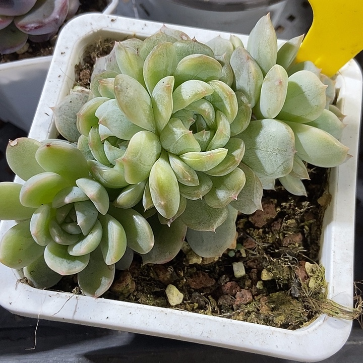 多肉植物白色恋人849