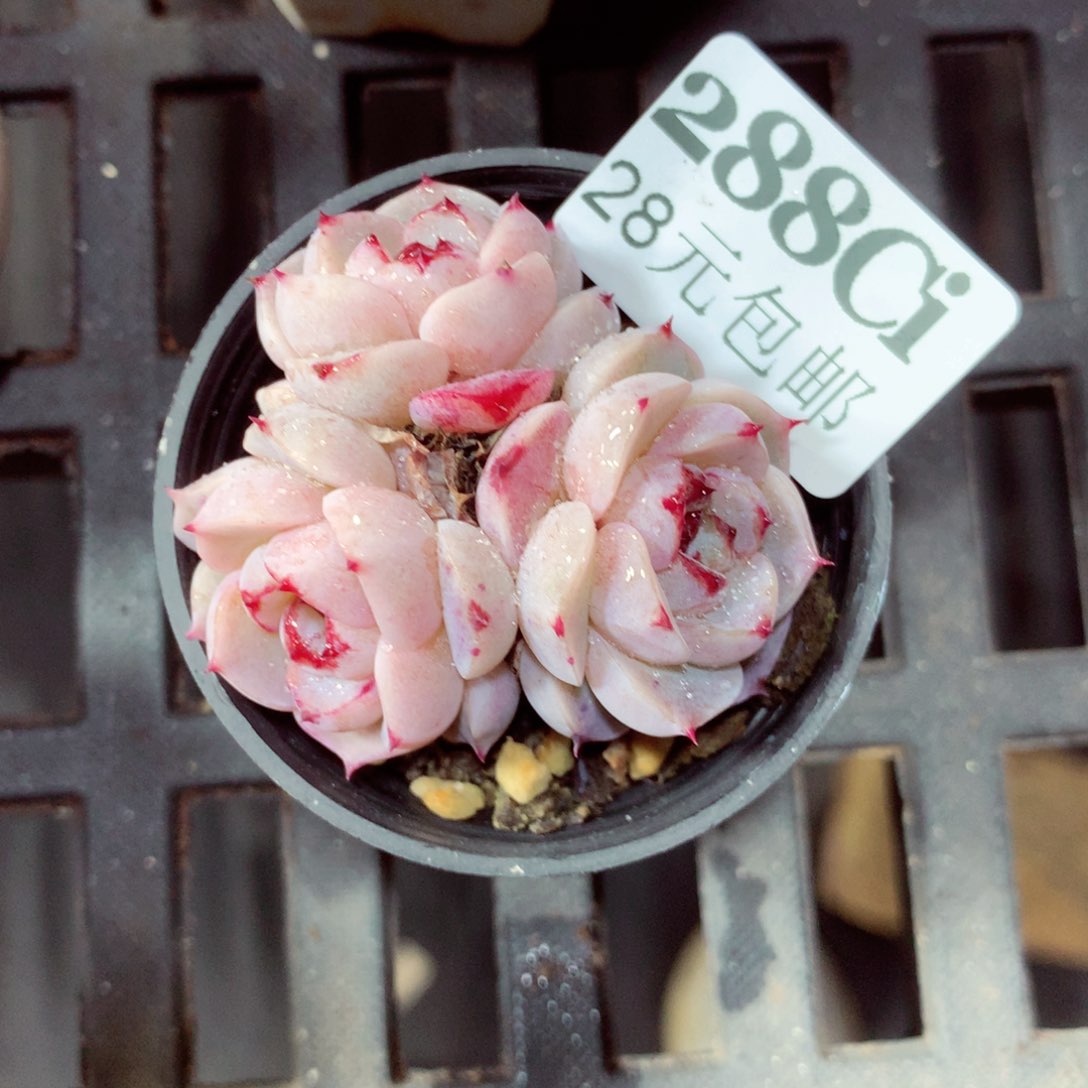 5厘米盆精控多肉288