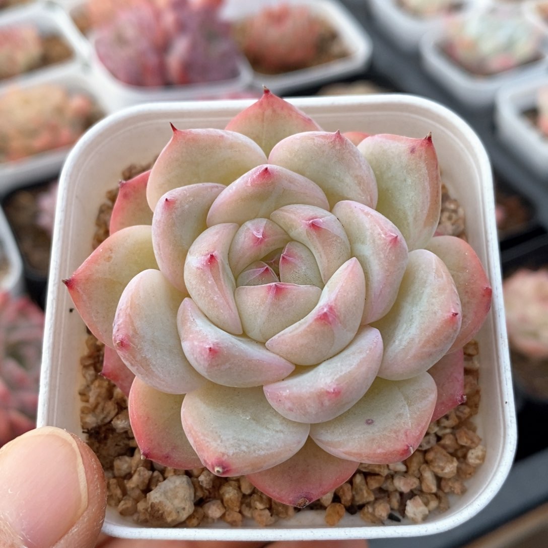 精品多肉一物一拍155