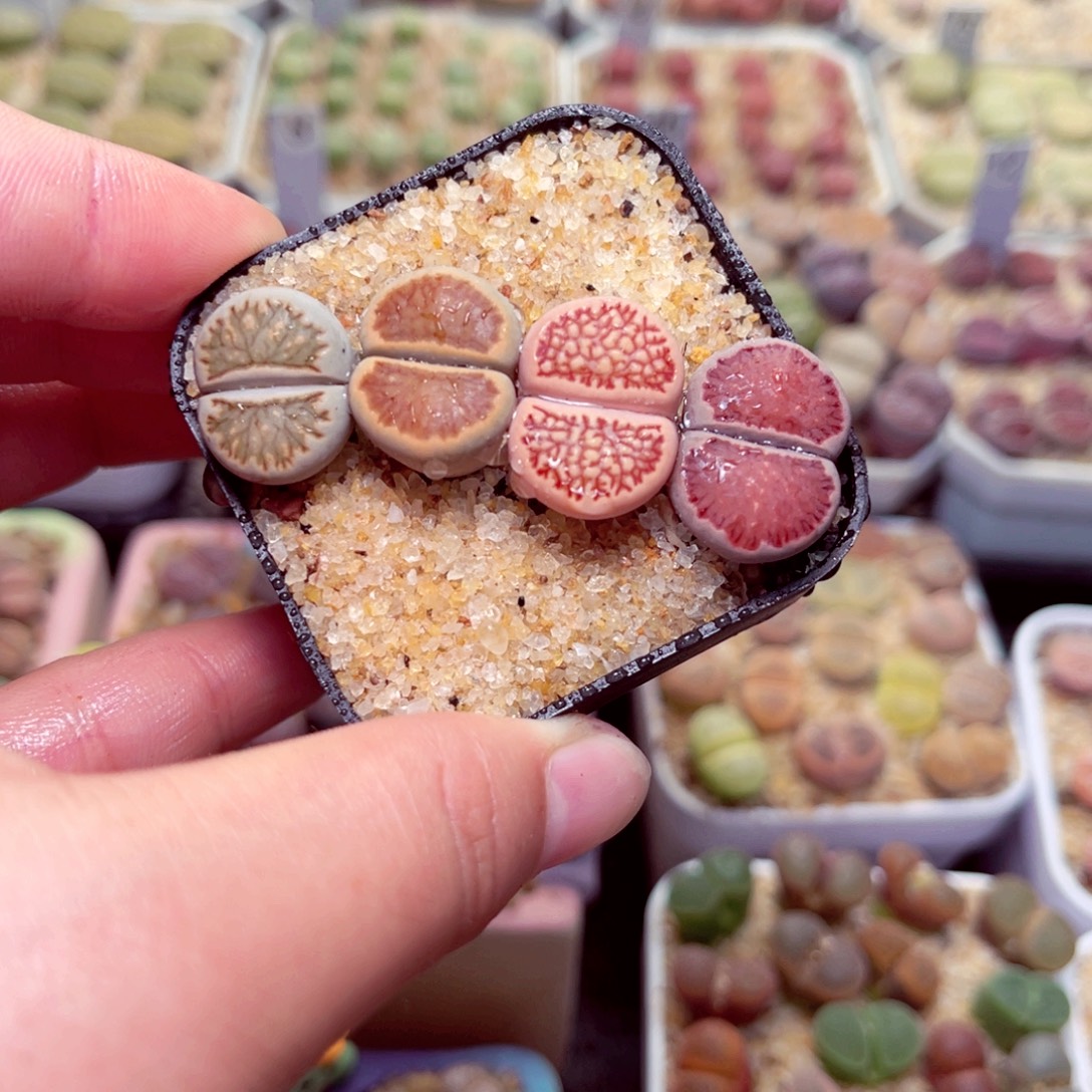 165号带盆包邮发货^_^