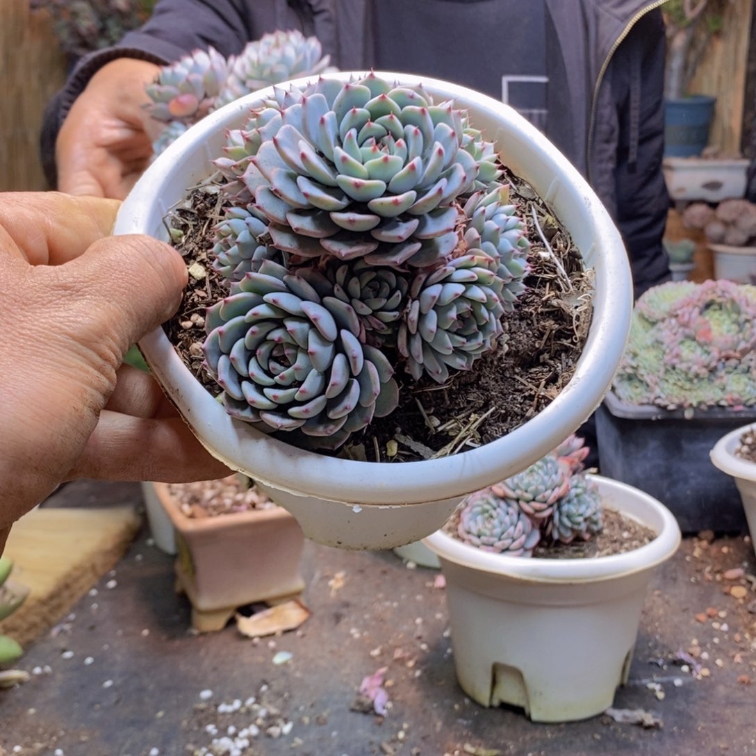 舍*H339号蓝姬莲多肉