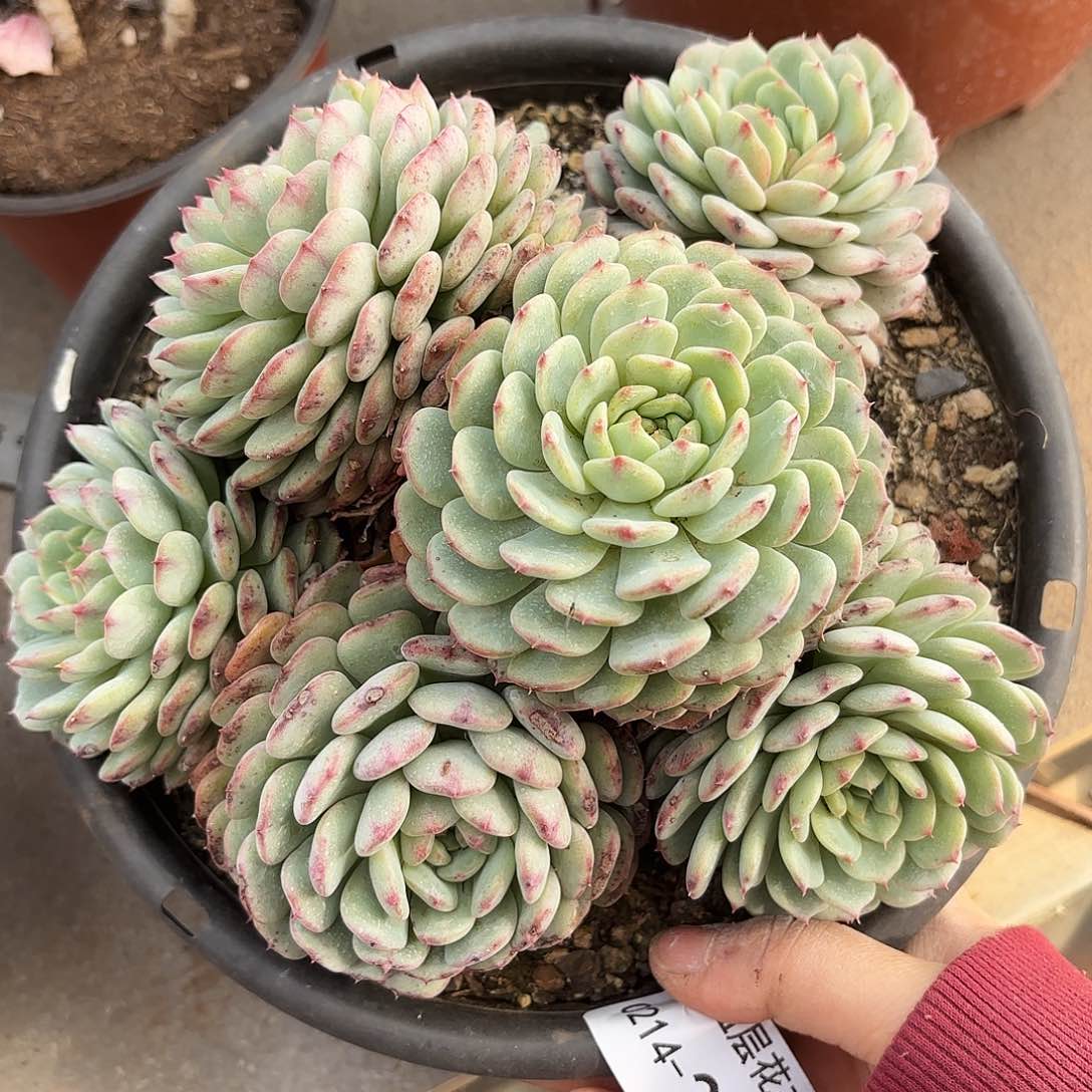 同温层多肉白胖子271