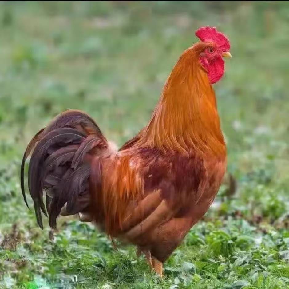 畜牧饲料九斤红饲料健康好喂养