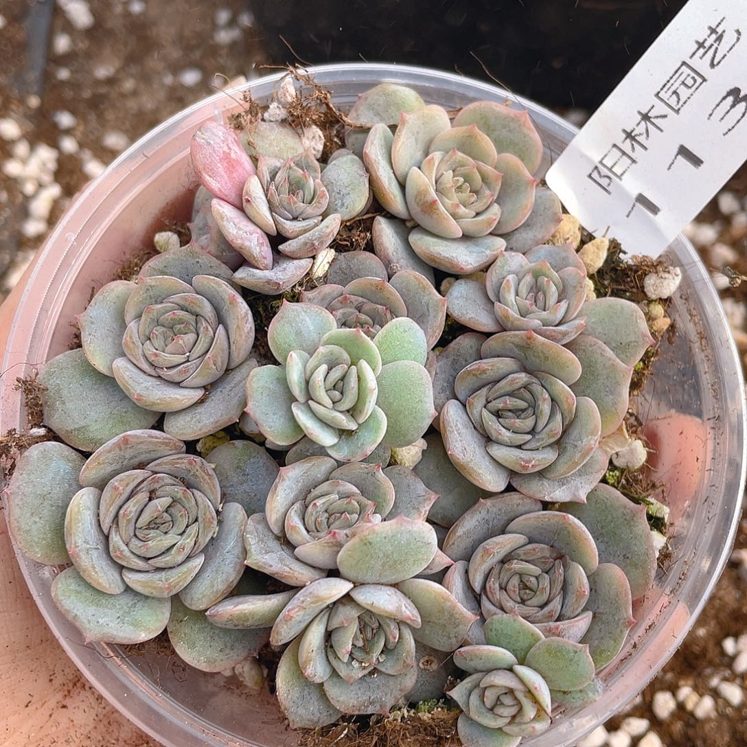 多肉植物多肉植物1130