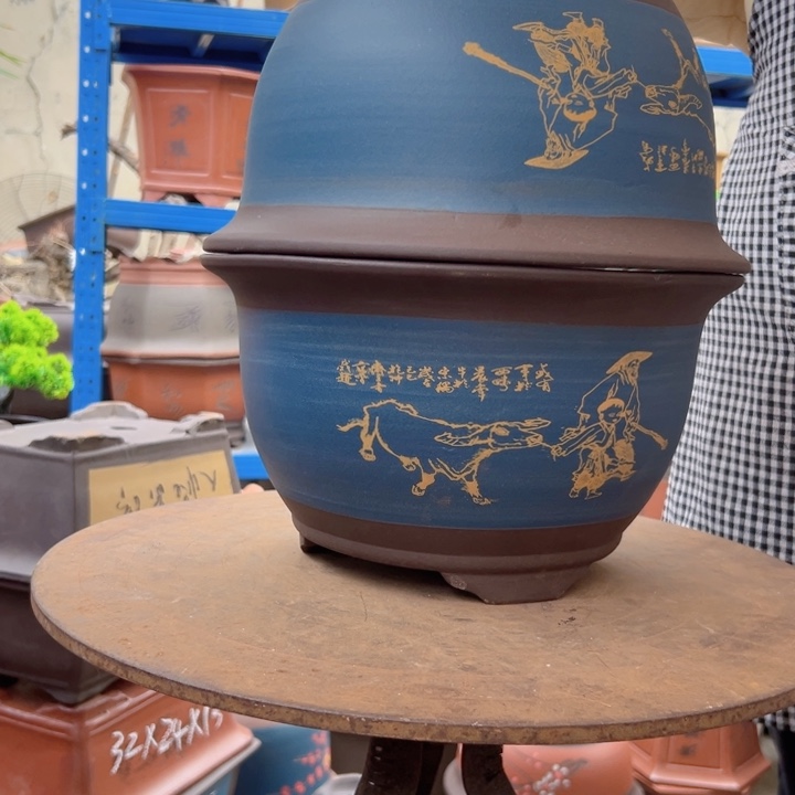 30+30蓝放牛娃三角金钟花盆花盆