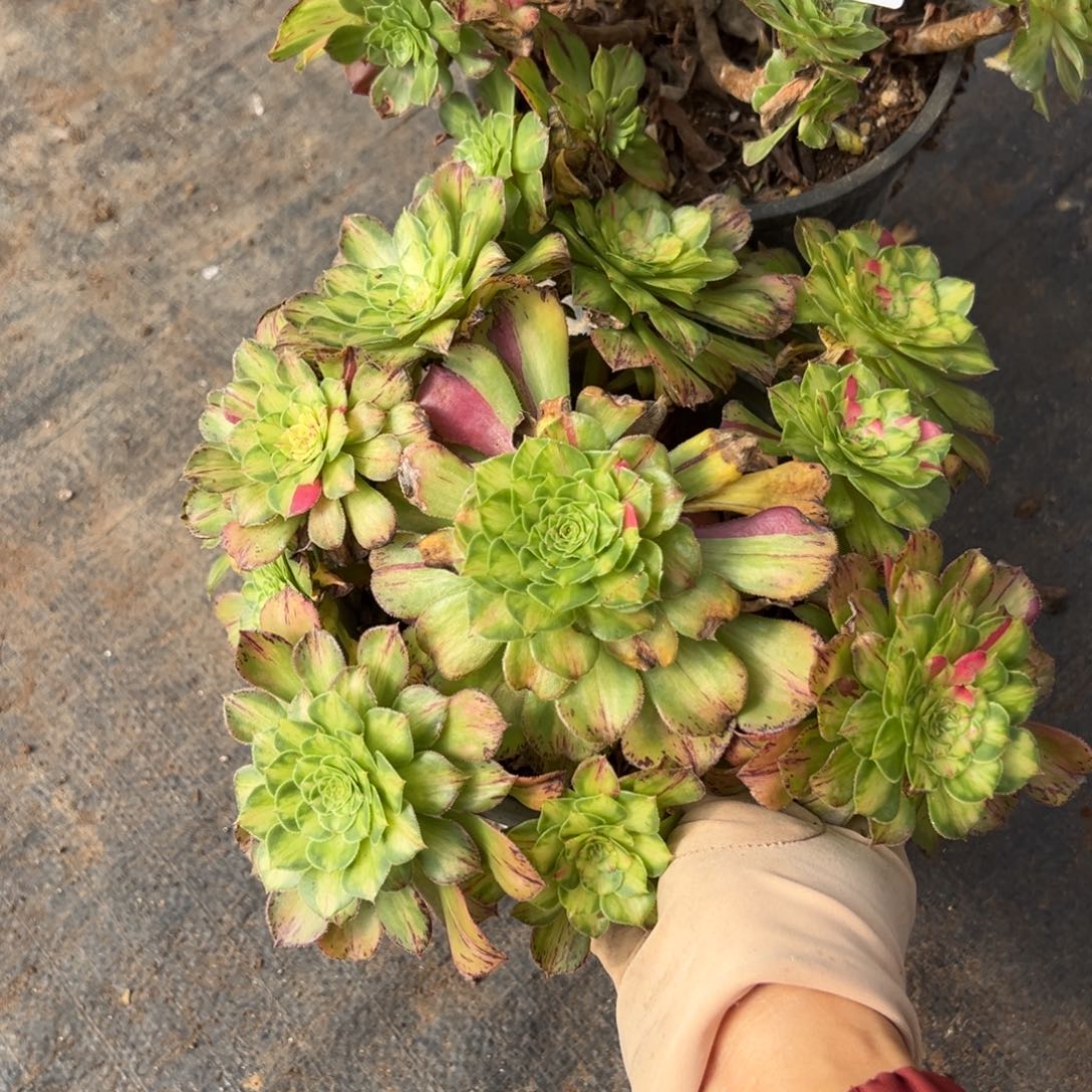 12知否两颗多肉椅子