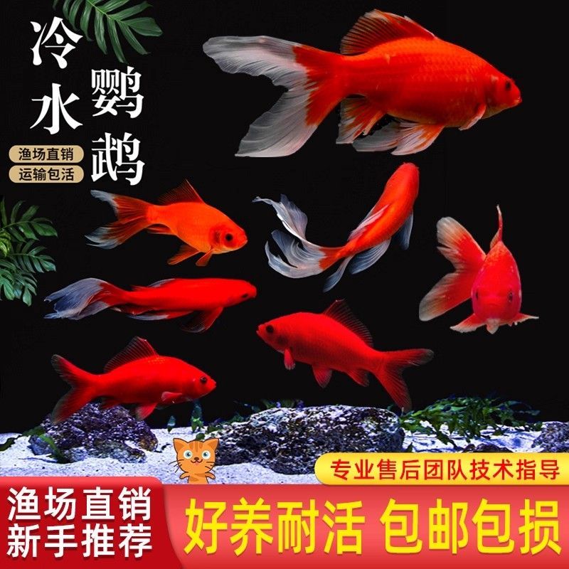 耐寒冷水血鹦鹉鱼好养耐活淡水招财观赏鱼长短尾随机