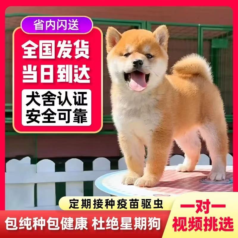 纯种日本柴犬包子幼犬赤柴黑柴白色豆柴犬幼犬宠物狗活体699