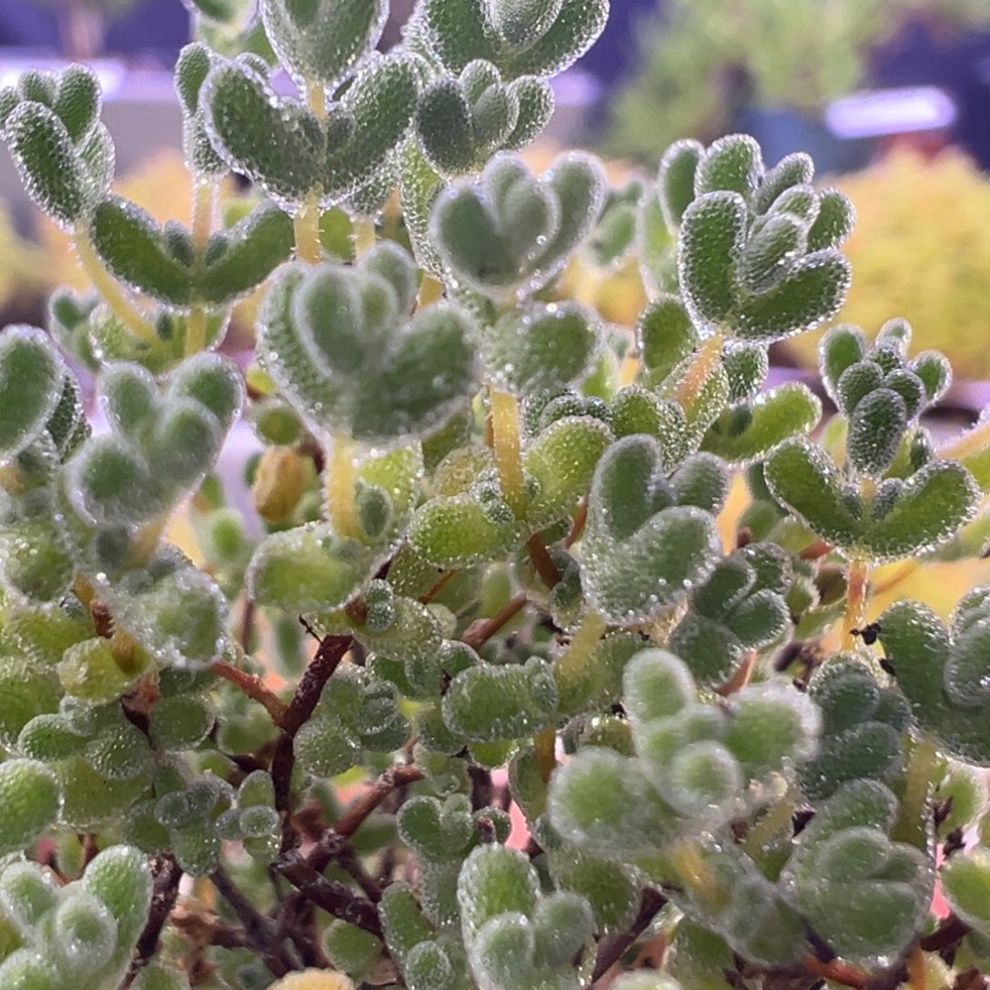 2691莱斯在冰晶一物一拍