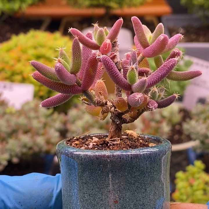 无花朵87玉米。    