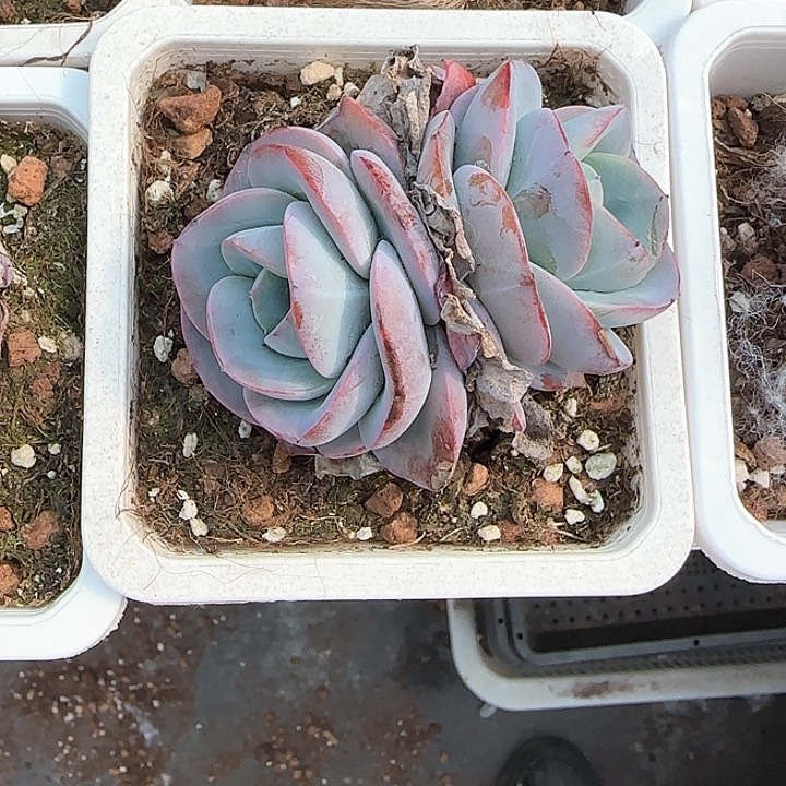 青蛙王子儿童111
