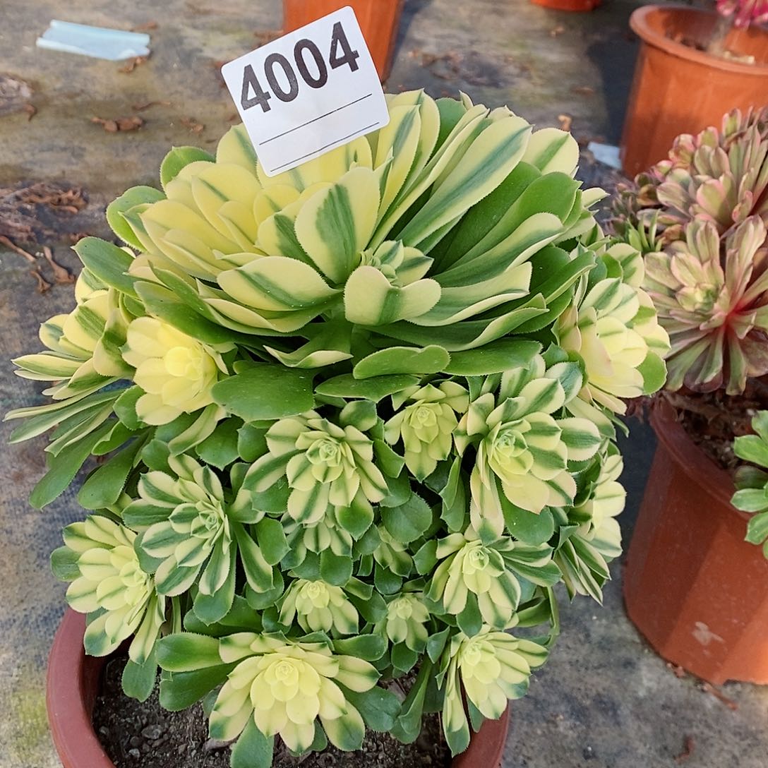 红陶4004辛尼亚多肉