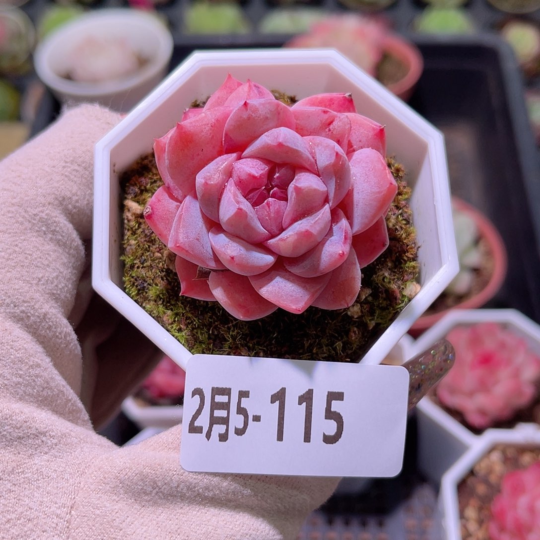 花利美5-115粉钻单头