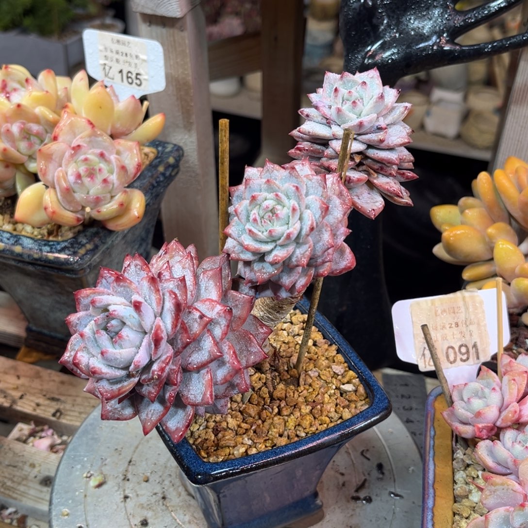 粉蓝鸟石化小树dierjinyinvnv