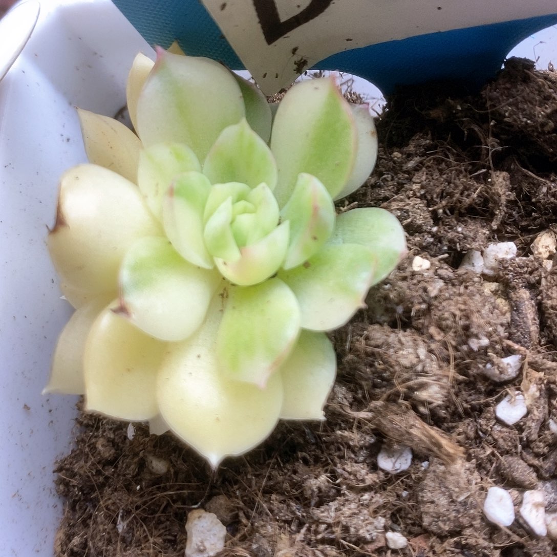 111不知名杂锦锦锦锦锦