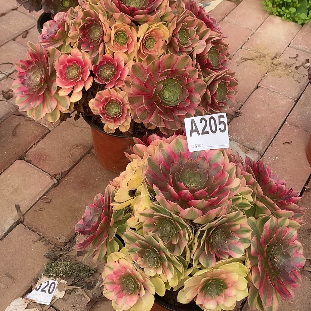 雨荷两颗多肉法师207205两颗