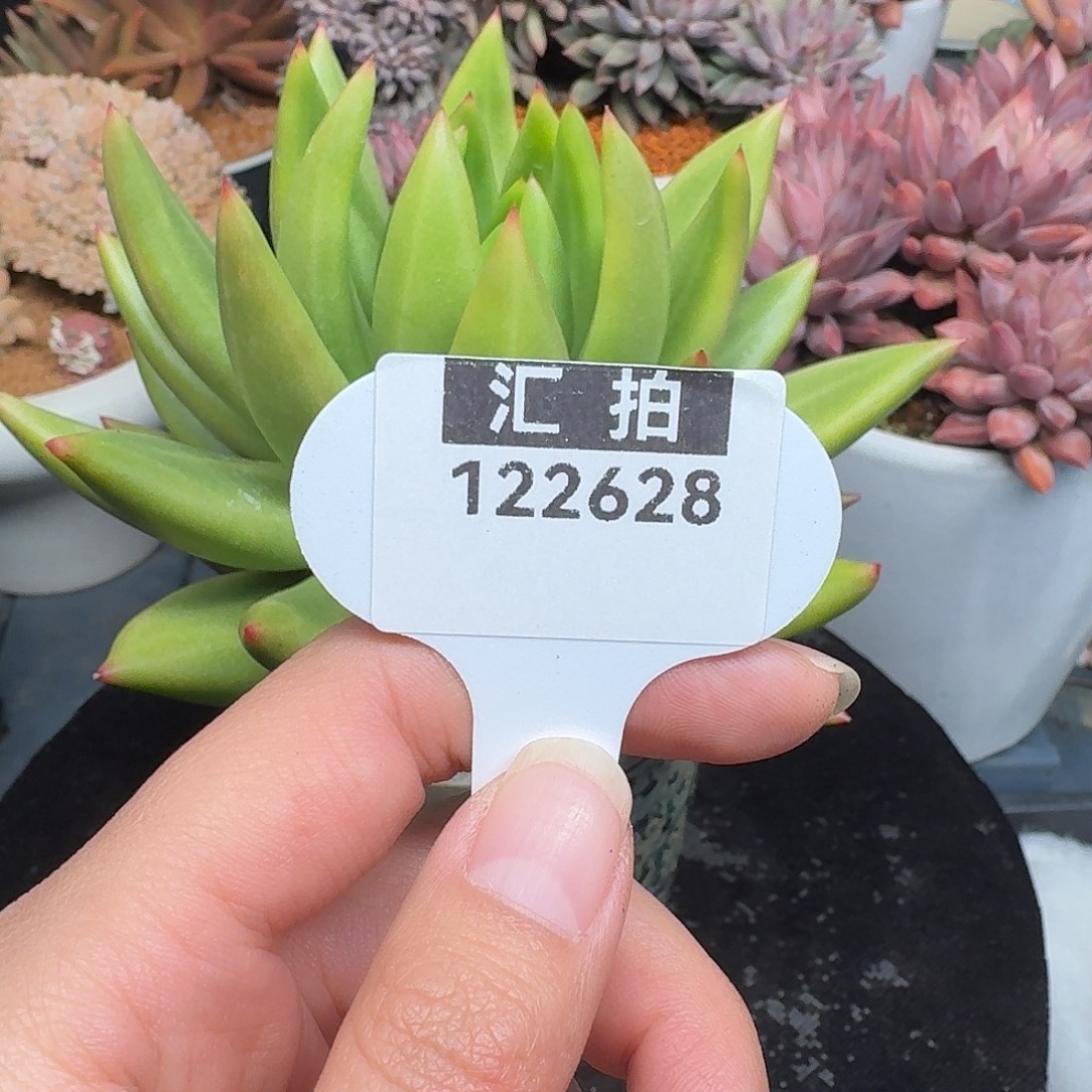 精品多肉植物122628