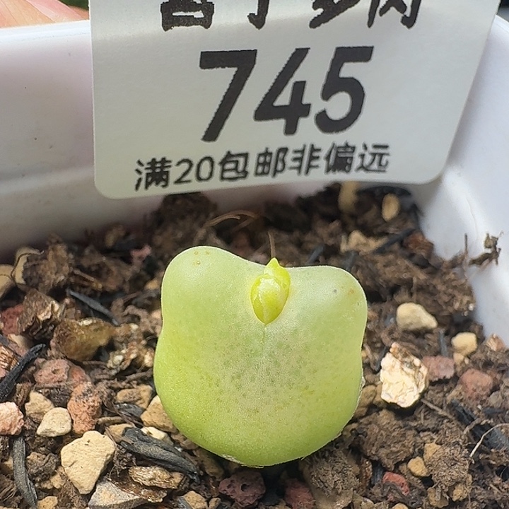 拉登1.3➕带盆土1200