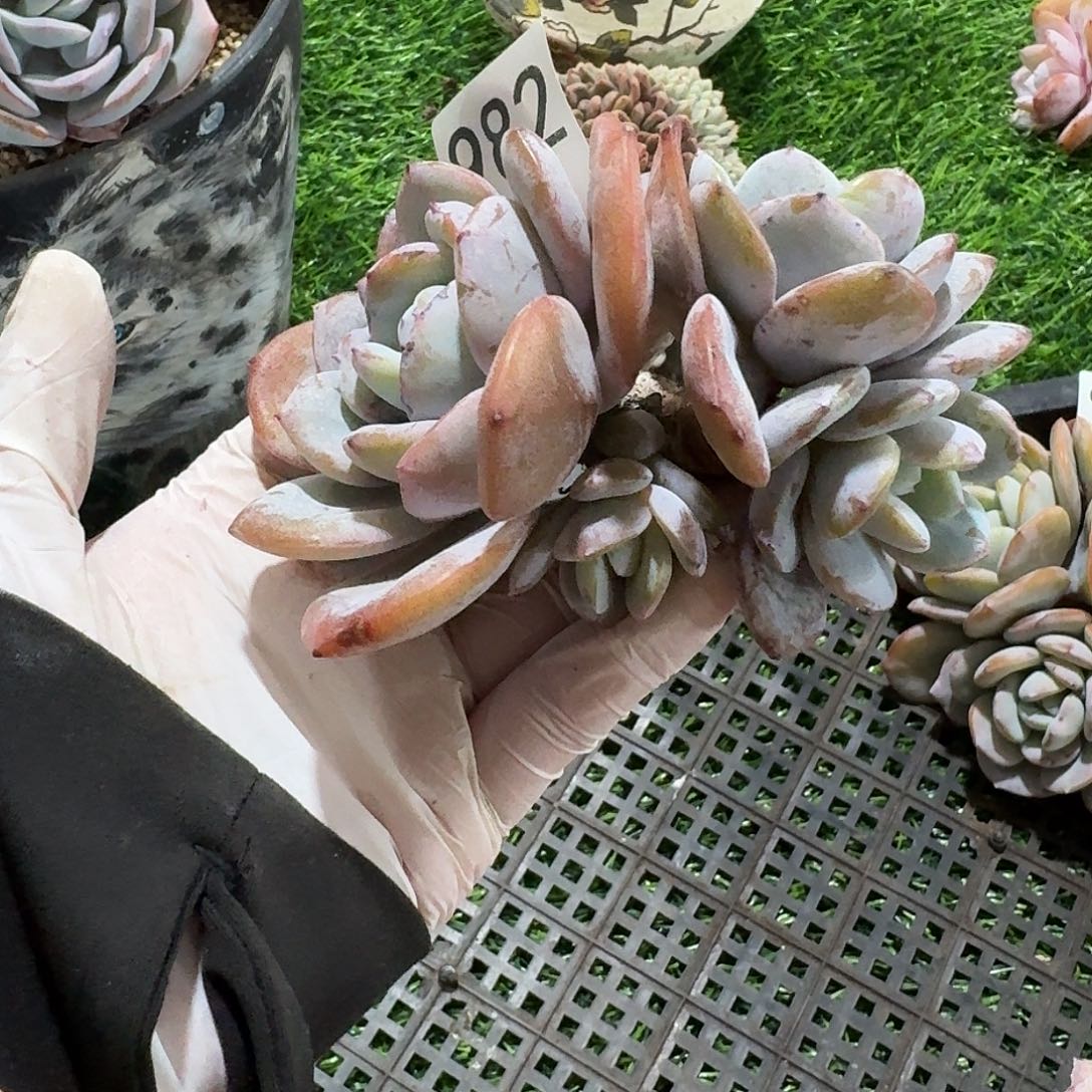 982   多肉售后范围：签收起7天内