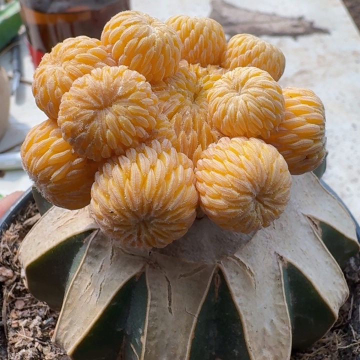无花朵福利精巧丸锦仙人球