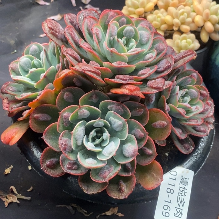 夏悦多肉0118-169雨滴