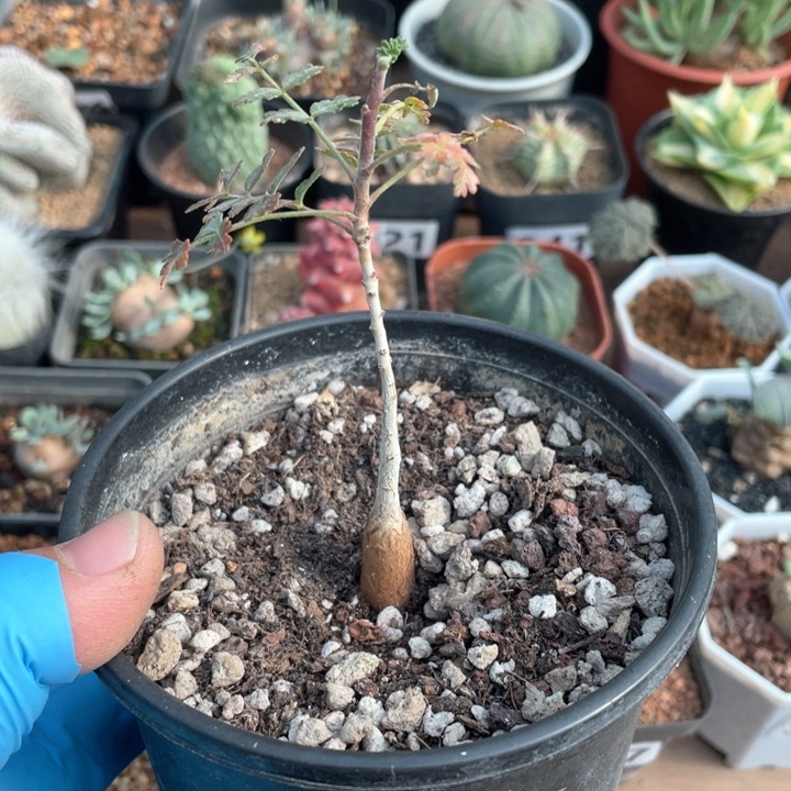 195橡木漆树块根仙人球